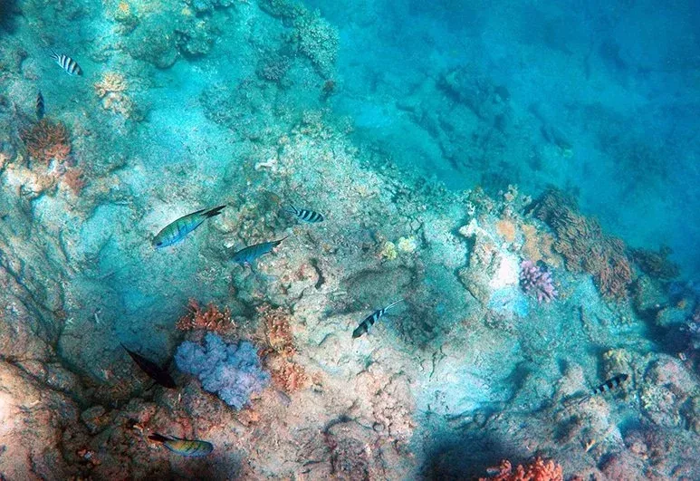 Section Image